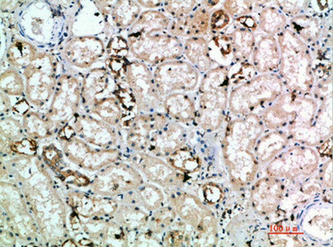 Immunohistochemical analysis of paraffin-embedded human-kidney, antibody was diluted at 1:200