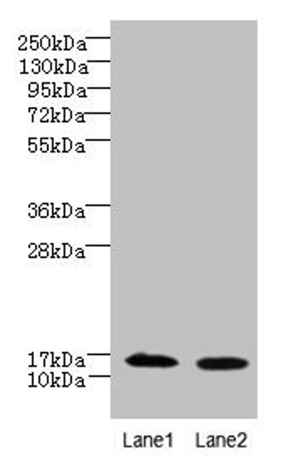 Western blot. All lanes: FAM136A antibody at 8µg/ml. Lane 1: Hela whole cell lysate. Lane 2: Caco-2 whole cell lysate. Secondary. Goat polyclonal to rabbit IgG at 1/10000 dilution. Predicted band size: 16 kDa. Observed band size: 16 kDa