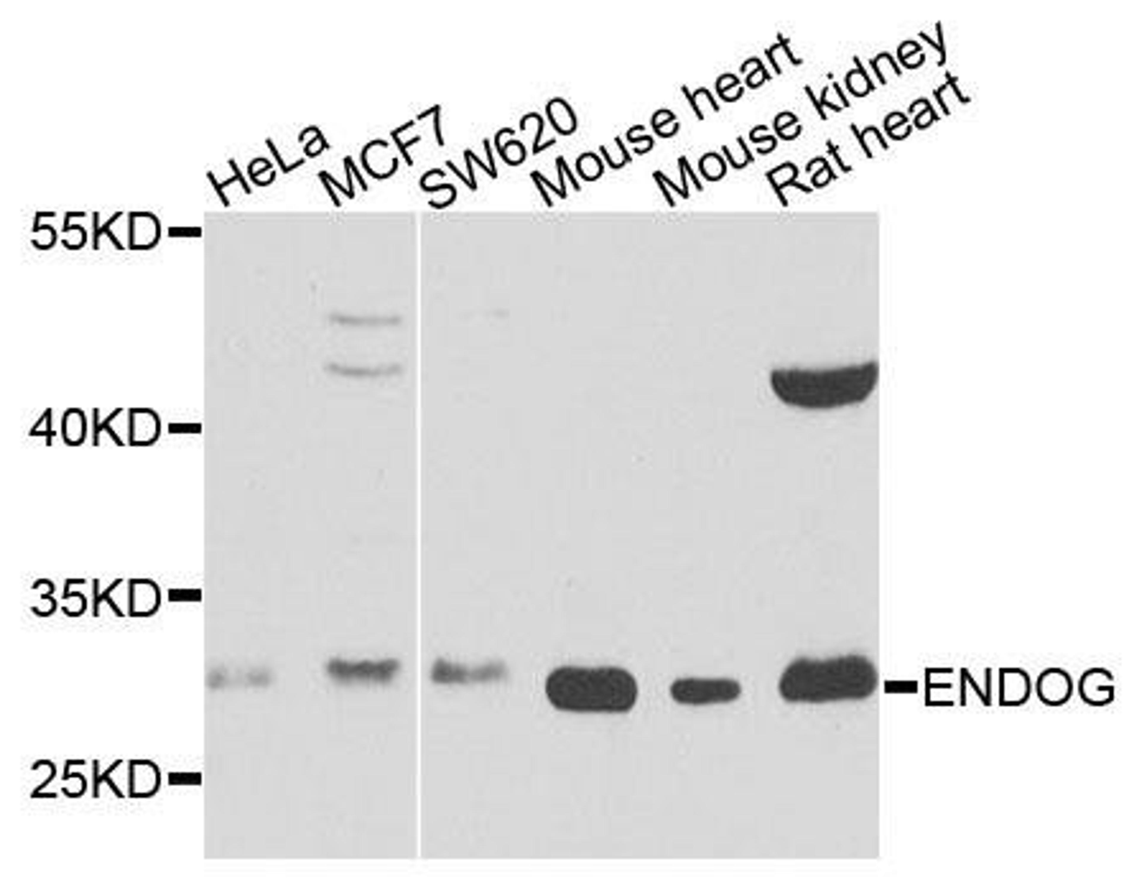 Western blot analysis of extracts of various cells using ENDOG antibody