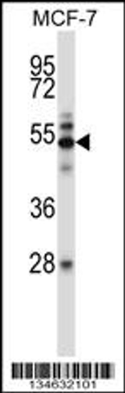 Western blot analysis in MCF-7 cell line lysates (35ug/lane).