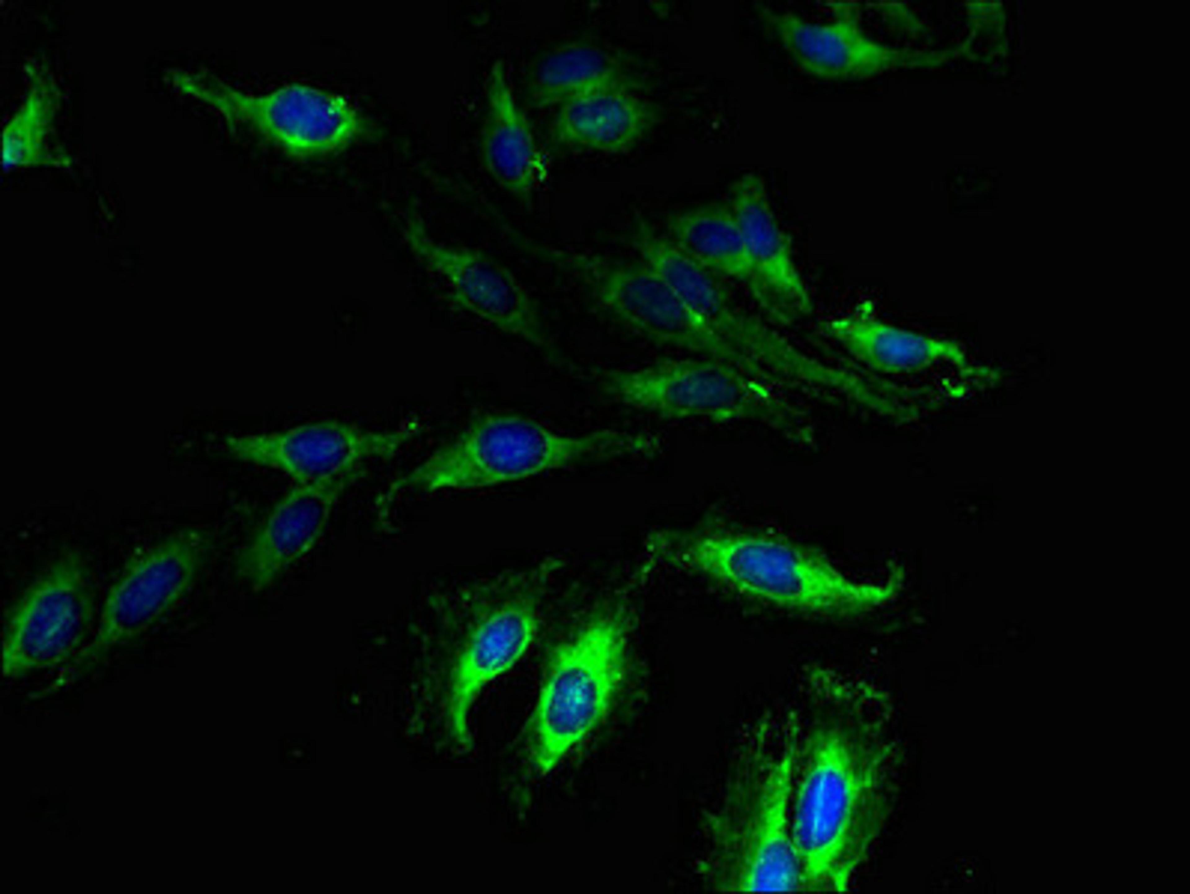 Immunofluorescent analysis of Hela cells using CSB-PA882095LA01HU at dilution of 1:100 and Alexa Fluor 488-congugated AffiniPure Goat Anti-Rabbit IgG(H+L)