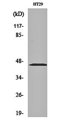 Western blot analysis of HT29 cell lysates using MEK-1/2 antibody