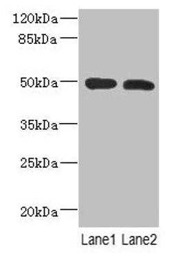 Western Blot. All lanes: RGMA antibody at 12µg/ml. Lane 1: Mouse brain tissue. Lane 2: Hela whole cell lysate. Secondary. Goat polyclonal to rabbit IgG at 1/10000 dilution. Predicted band size: 50, 48, 51 kDa. Observed band size: 50 kDa
