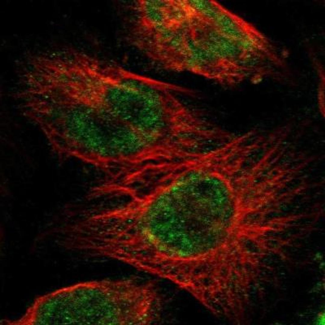 Immunocytochemistry/Immunofluorescence: FAM117B Antibody [NBP1-90861] - Staining of human cell line U-251MG shows positivity in nucleus but not nucleoli & cytoplasm.