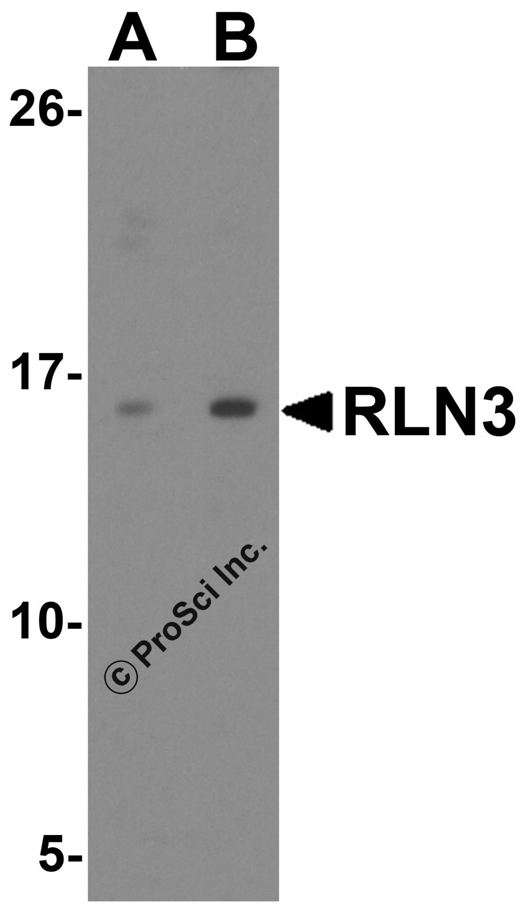 Western blot analysis of RLN3 in HeLa cell lysate with RLN3 antibody at (A) 1 and (B) 2 μg/ml.