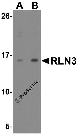 Western blot analysis of RLN3 in HeLa cell lysate with RLN3 antibody at (A) 1 and (B) 2 μg/ml.