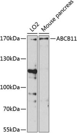 Western blot - ABCB11 antibody (A8467)