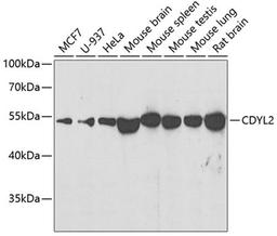 Western blot - CDYL2 antibody (A7401)