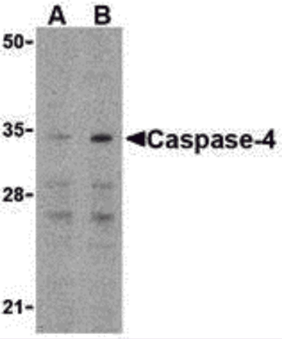 Western blot analysis of caspase-4 in Ramos cells with caspase-4 antibody at (A) 0.5 and (B) 1 μg/mL.