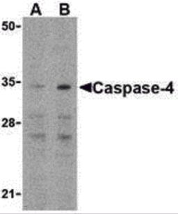 Western blot analysis of caspase-4 in Ramos cells with caspase-4 antibody at (A) 0.5 and (B) 1 μg/mL.