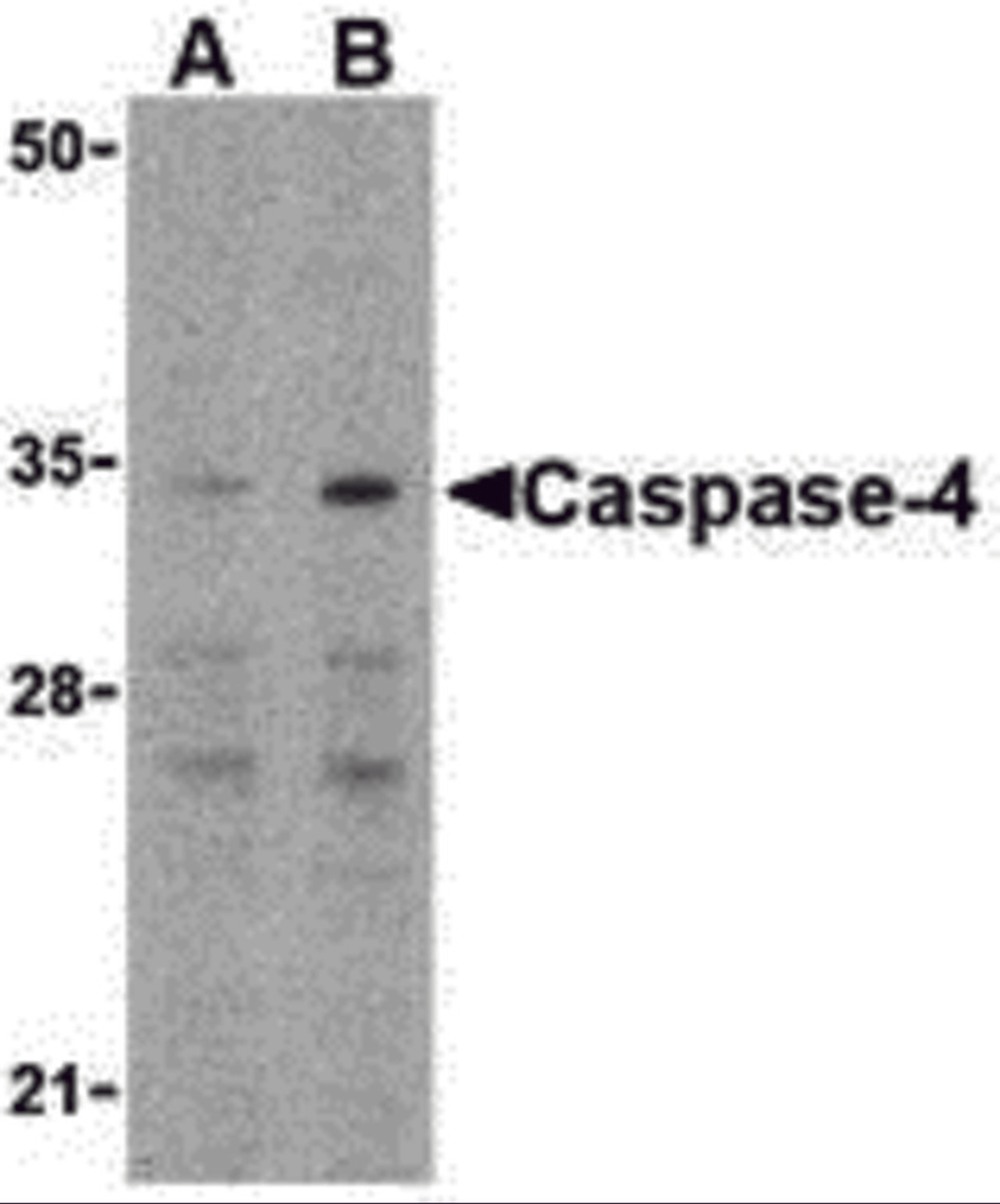 Western blot analysis of caspase-4 in Ramos cells with caspase-4 antibody at (A) 0.5 and (B) 1 μg/mL.