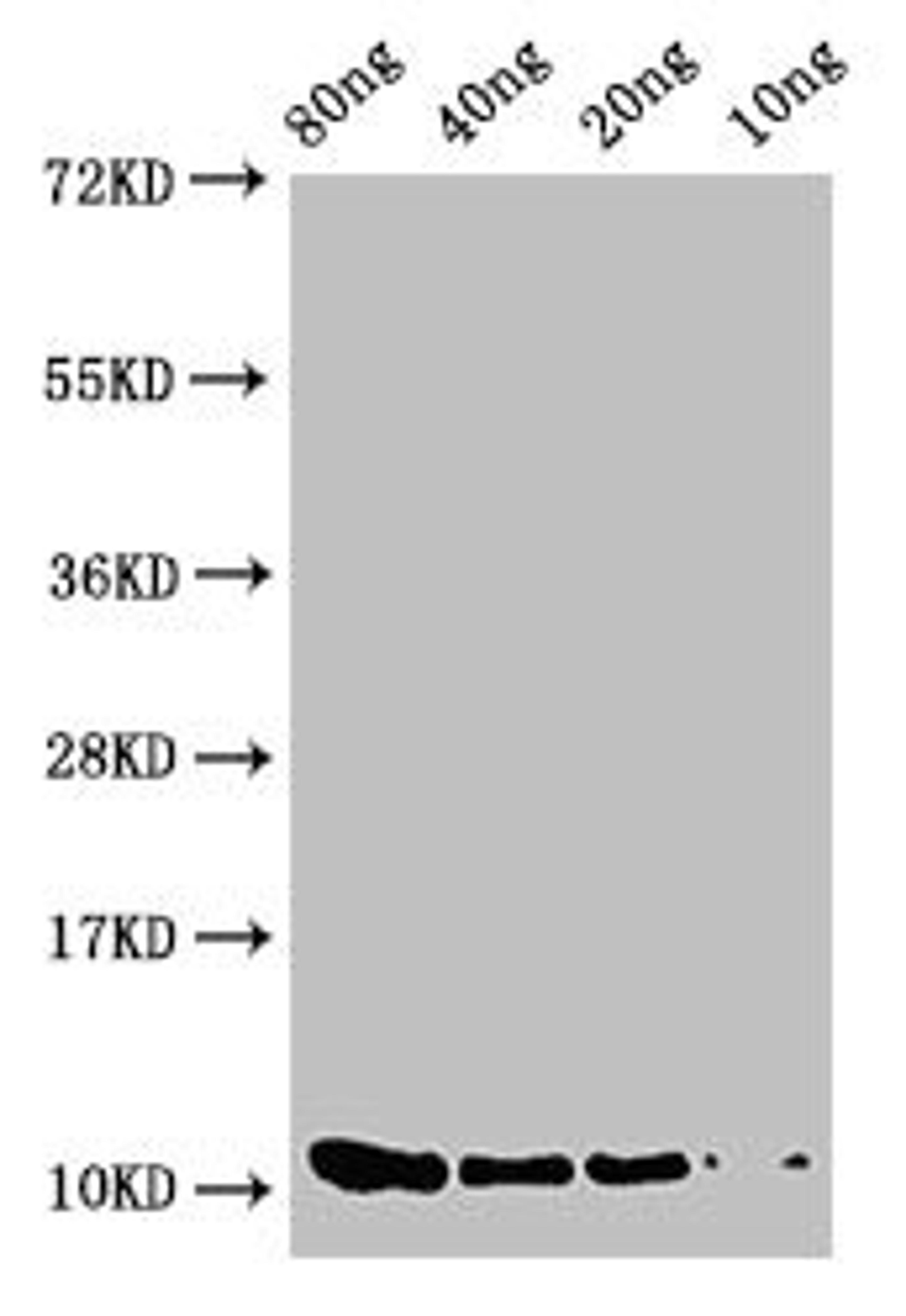 Western Blot. Positive WB detected in Recombinant protein. All lanes: prgJ antibody at 2µg/ml. Secondary. Goat polyclonal to rabbit IgG at 1/50000 dilution. Predicted band size: 11 kDa. Observed band size: 11 kDa