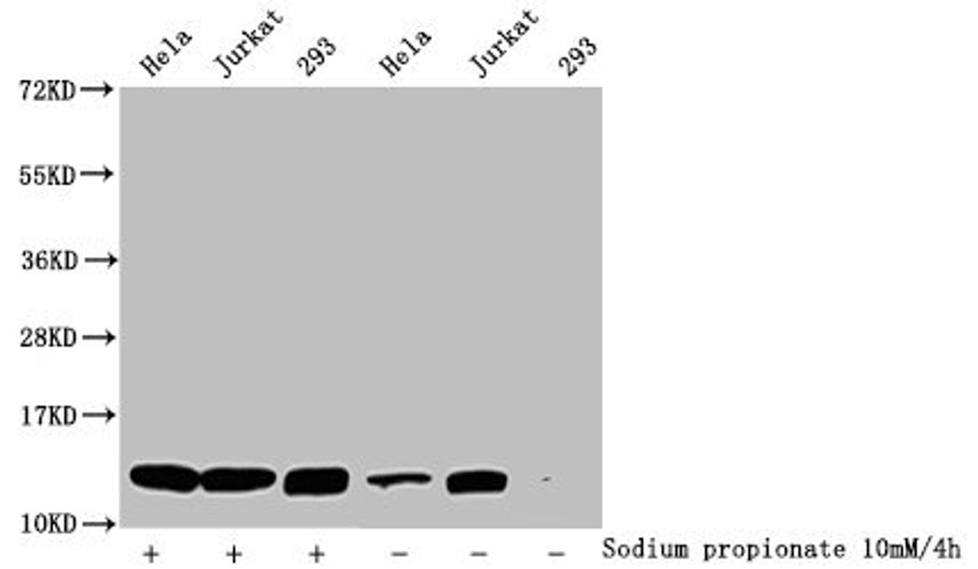 Western Blot. Detected samples: Hela whole cell lysate, Jurkat whole cell lysate, 293 whole cell lysate; Untreated (-) or treated (+) with 10mM sodium propionate for 4h. All lanes: HIST1H4A antibody at 1:1000. Secondary. Goat polyclonal to rabbit IgG at 1/40000 dilution. Predicted band size: 12 kDa. Observed band size: 12 kDa