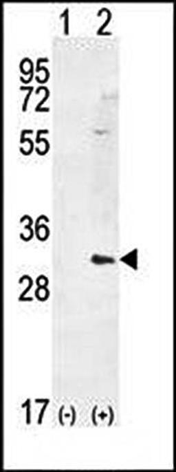 Western blot analysis of HMOX1 antibody in 293 cell lysates 