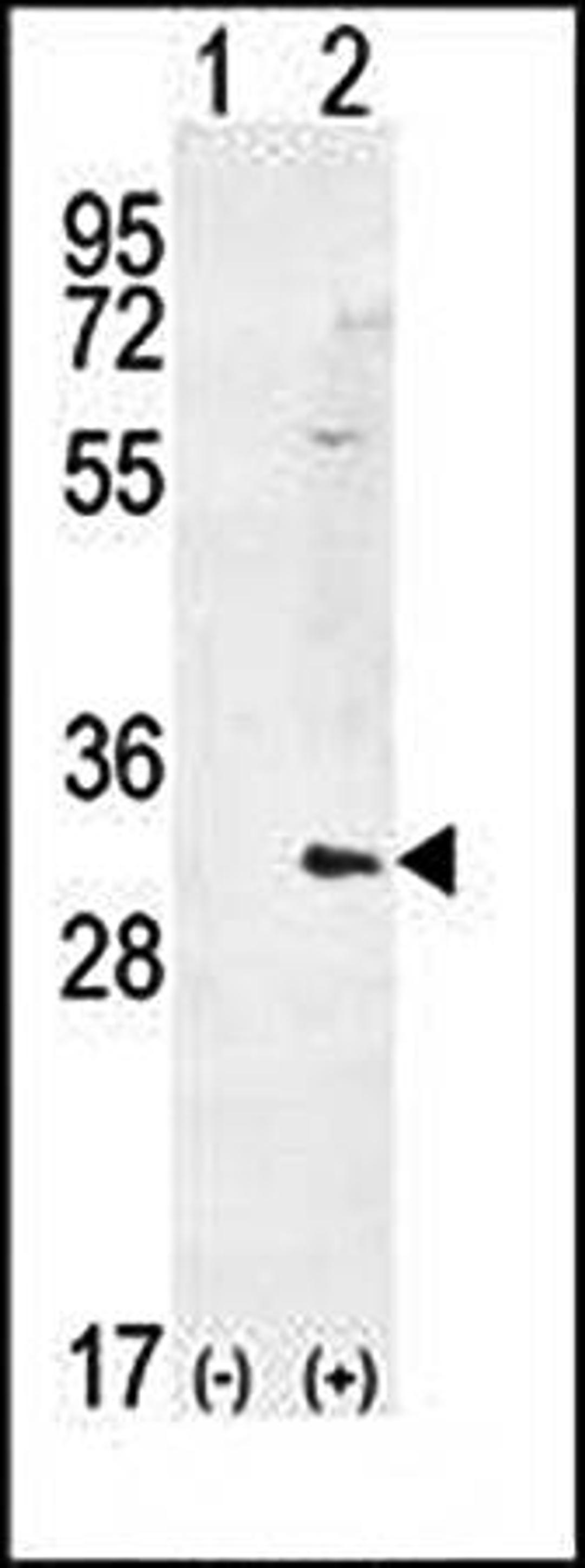 Western blot analysis of HMOX1 antibody in 293 cell lysates