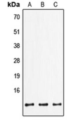 Western blot analysis of HepG2 (Lane 1), mouse lung (Lane 2), rat brain (Lane 3) whole cell lysates using FXYD2 antibody