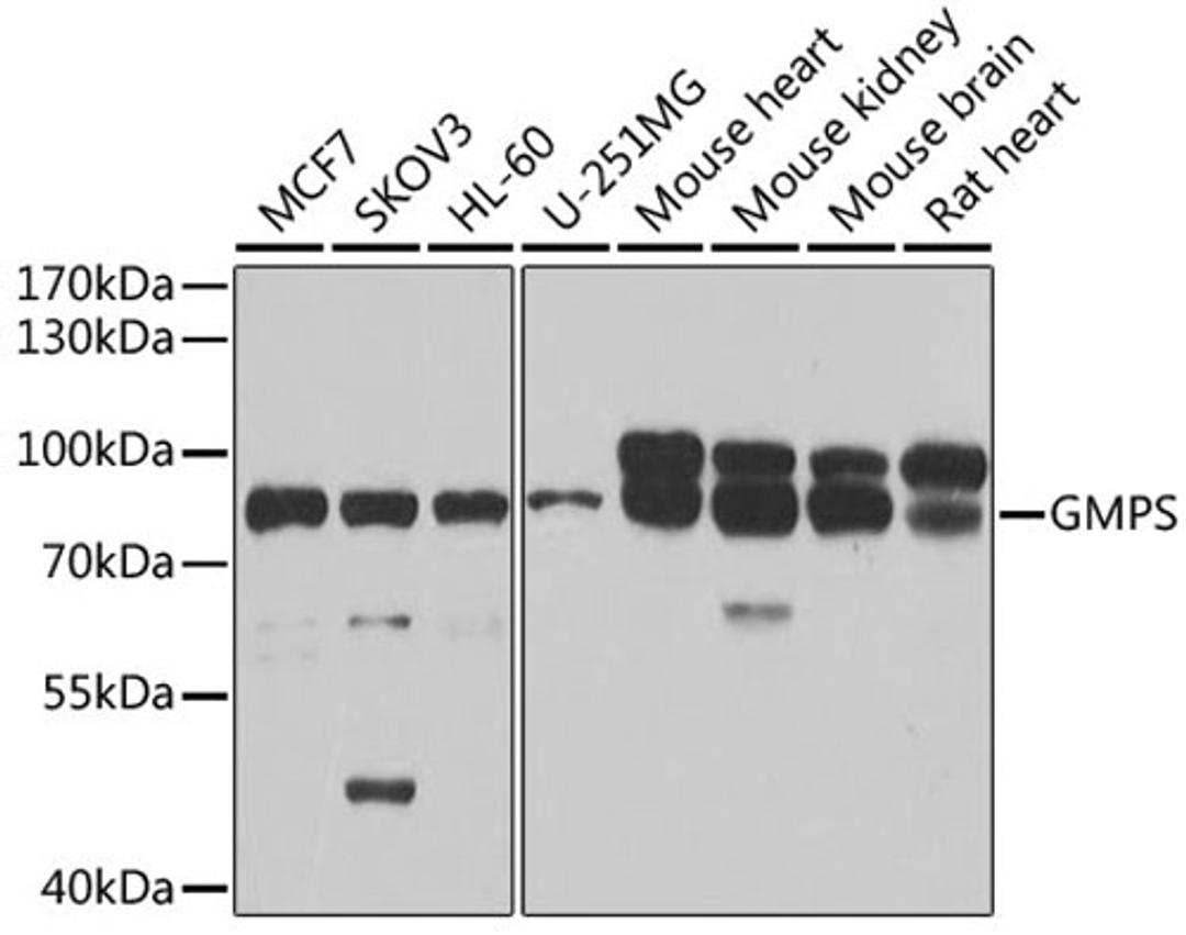 Western blot - GMPS antibody (A6606)