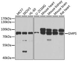 Western blot - GMPS antibody (A6606)