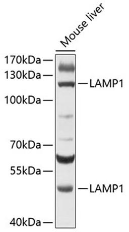 Western blot - LAMP1 antibody (A11468)