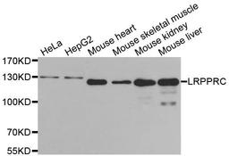 Western blot analysis of extracts of various cell lines using LRPPRC antibody