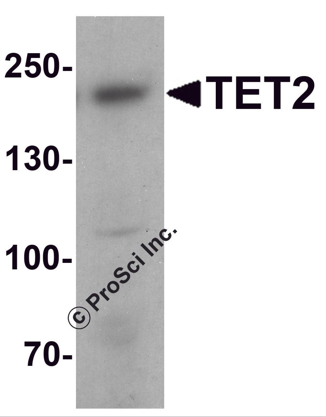 Western blot analysis of TET2 in 3T3 cell lysate with TET2 antibody at 1 μg/ml.