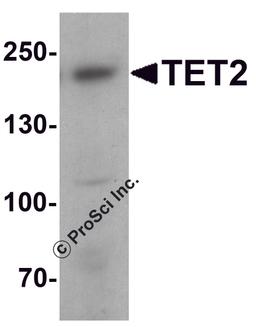 Western blot analysis of TET2 in 3T3 cell lysate with TET2 antibody at 1 μg/ml.