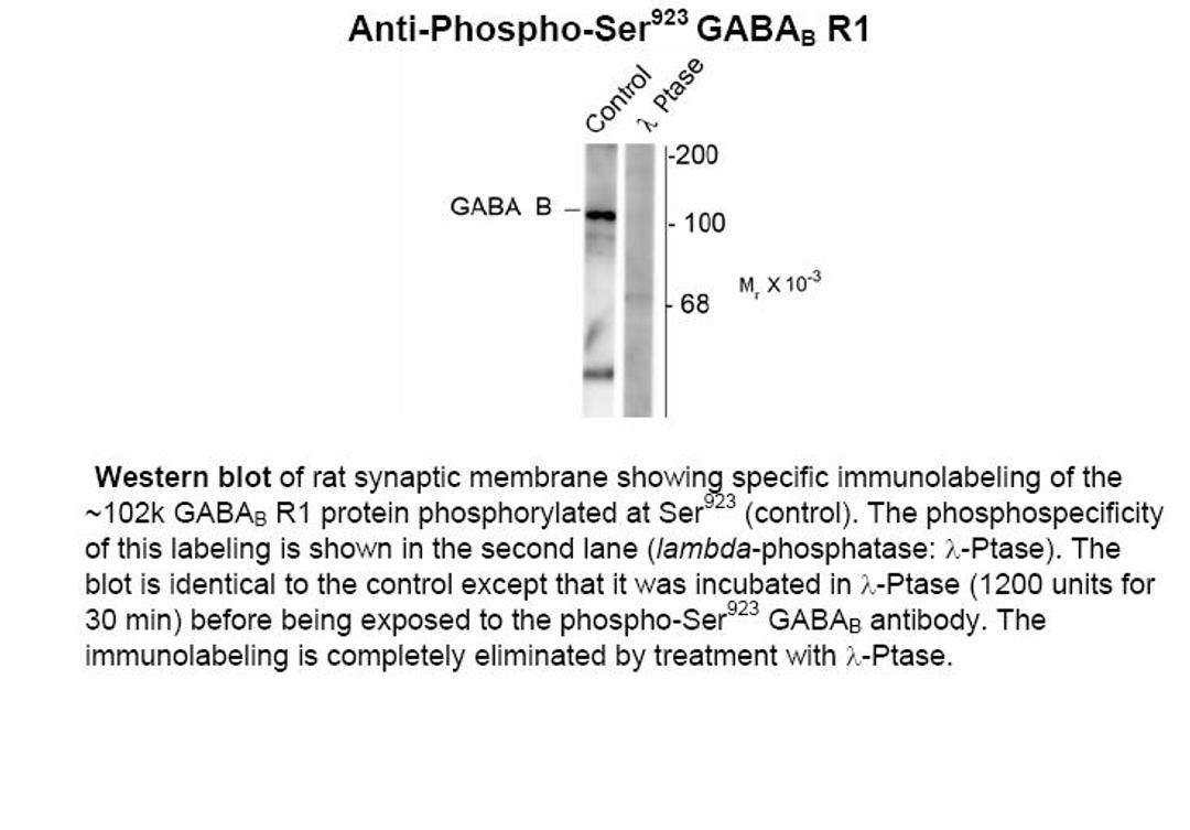 Western blot of rat synaptic membrane showing specific immunolabeling of the ~102k GABAB R1 protein phosphorylated at Ser923 (control). The phosphospecificity of this labeling is shown in the second lane (lambda-phosphatase: lamda-Ptase). The blot is iden