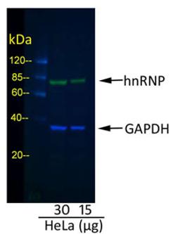 Detection of GAPDH and hnRNP in HeLa Whole Cell Lysate.