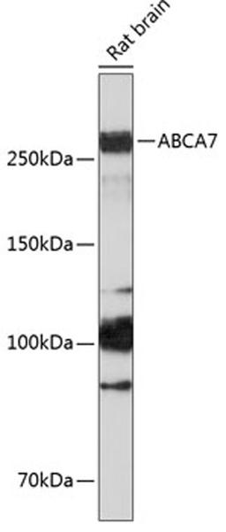 Western blot - ABCA7 Polyclonal Antibody (A18280)