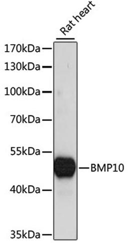 Western blot - BMP10 antibody (A15010)