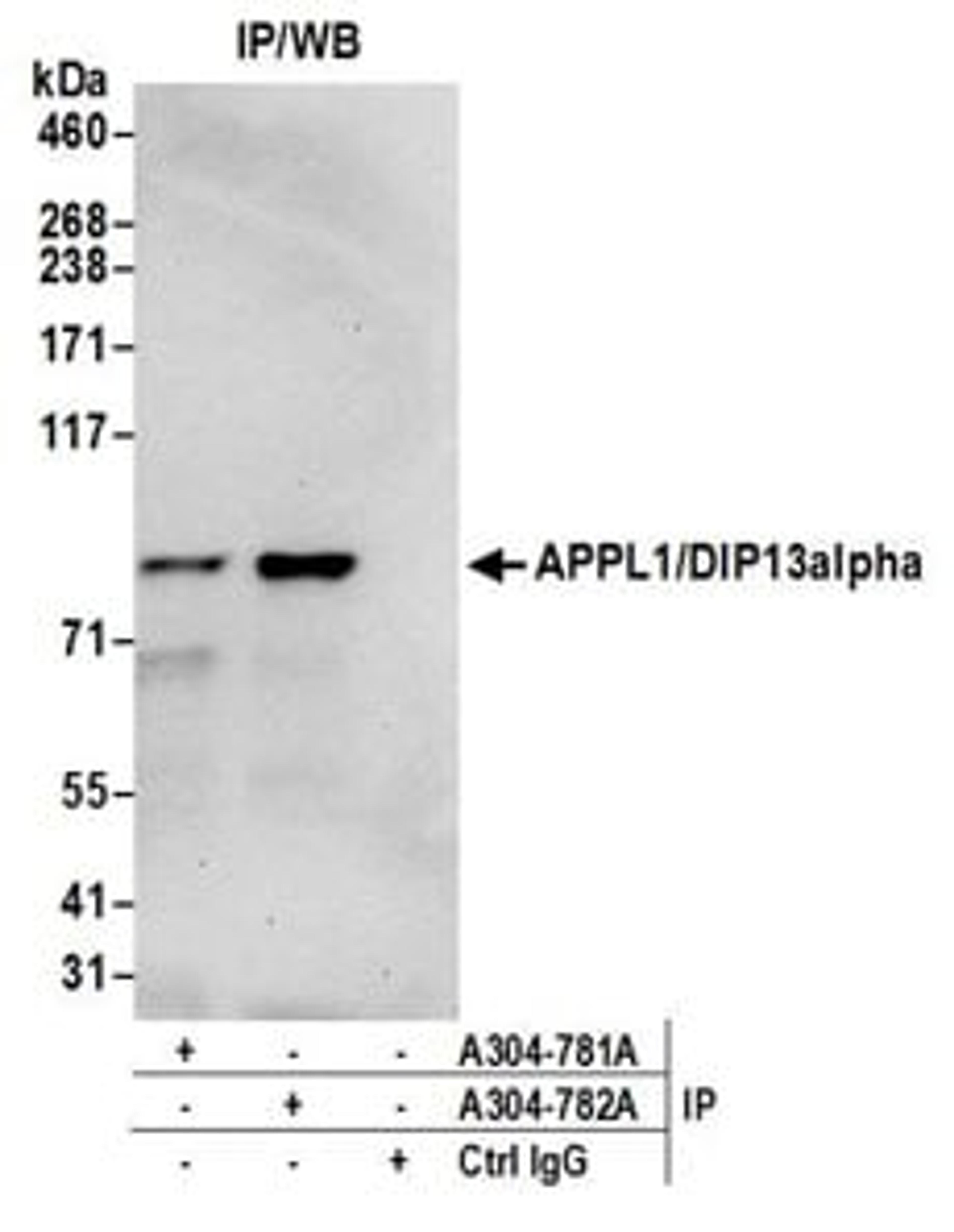 Detection of human APPL1/DIP13alpha by western blot of immunoprecipitates.