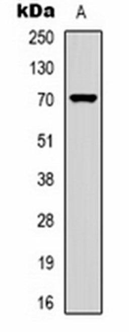 Western blot analysis of  Hela (Lane1) whole cell lysates using PGHS-1 antibody