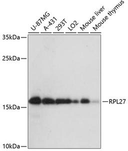 Western blot - RPL27 antibody (A13044)