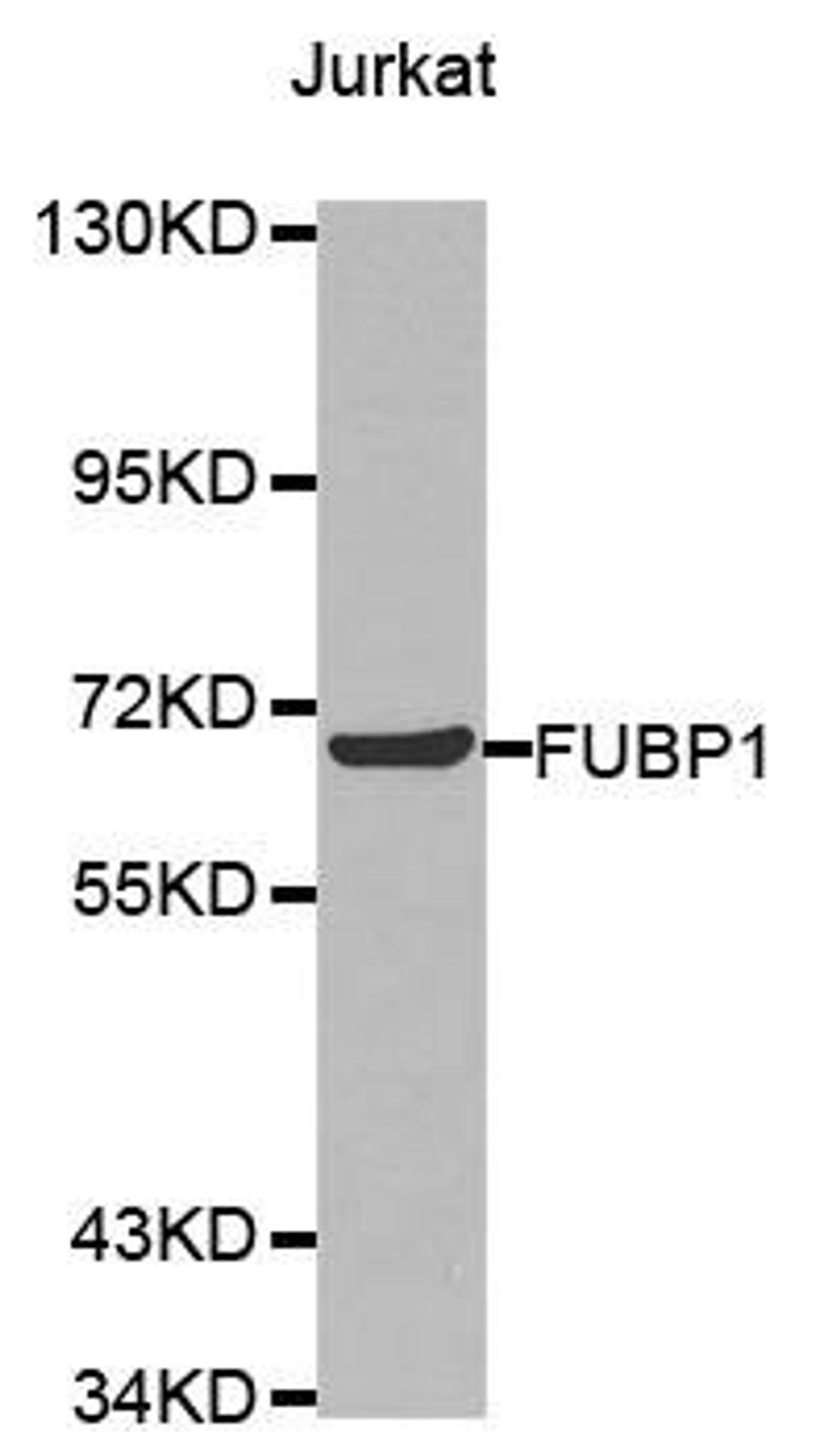 Western blot analysis of extracts of Jurkat cell line using FUBP1 antibody