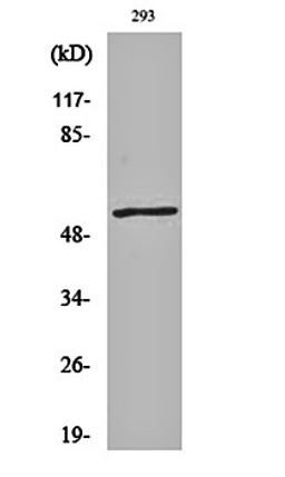 Western blot analysis of 293 cell lysates using Ephrin-B1/2 antibody