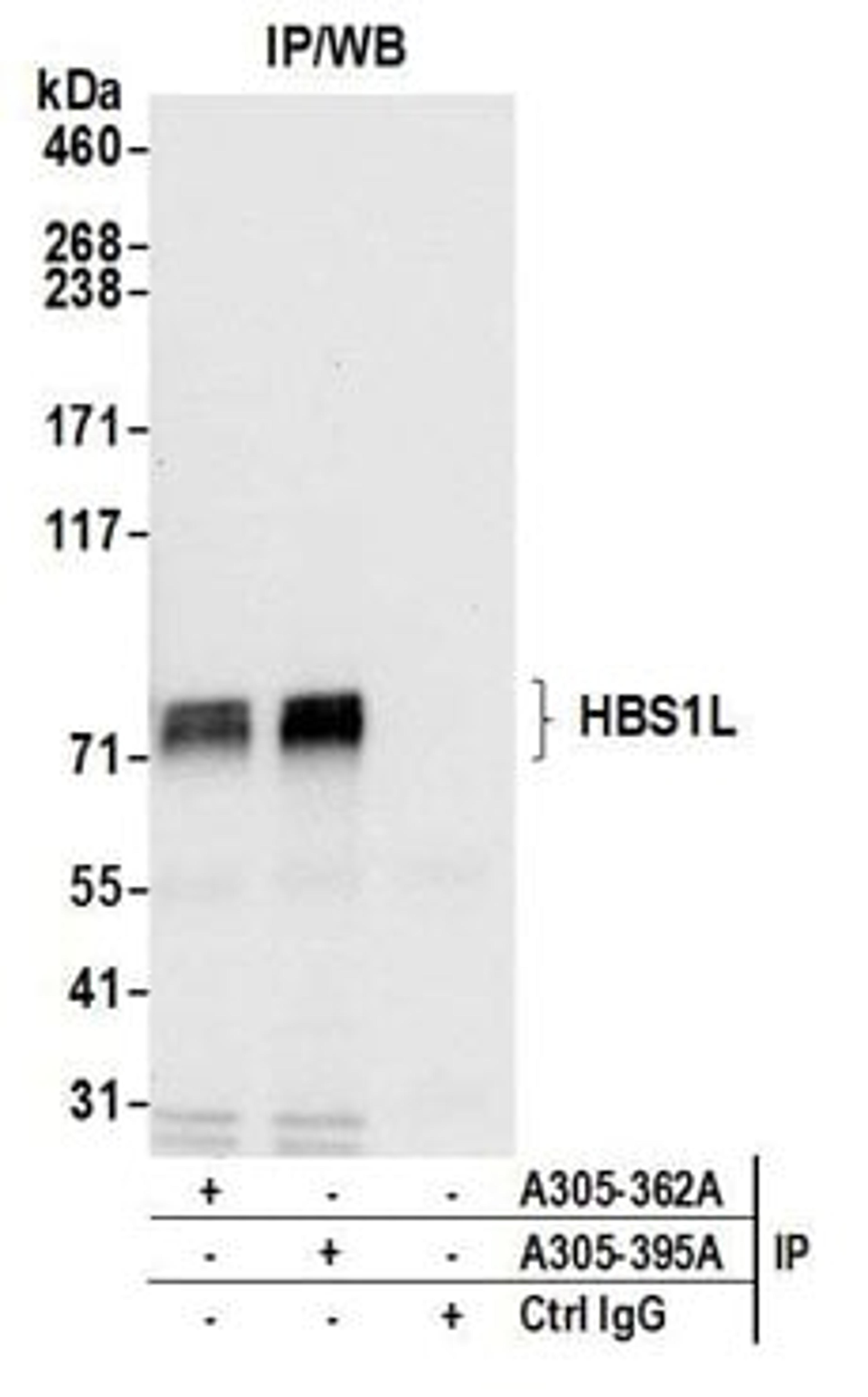 Detection of human HBS1L by western blot of immunoprecipitates.