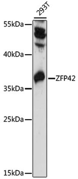 Western blot - ZFP42 antibody (A15954)