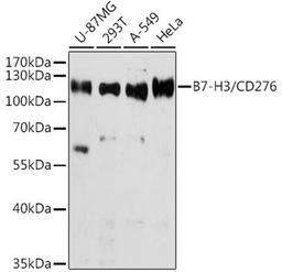 Western blot - B7-H3/CD276 antibody (A10347)