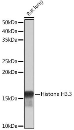 Western blot - Histone H3.3 Rabbit mAb (A4835)