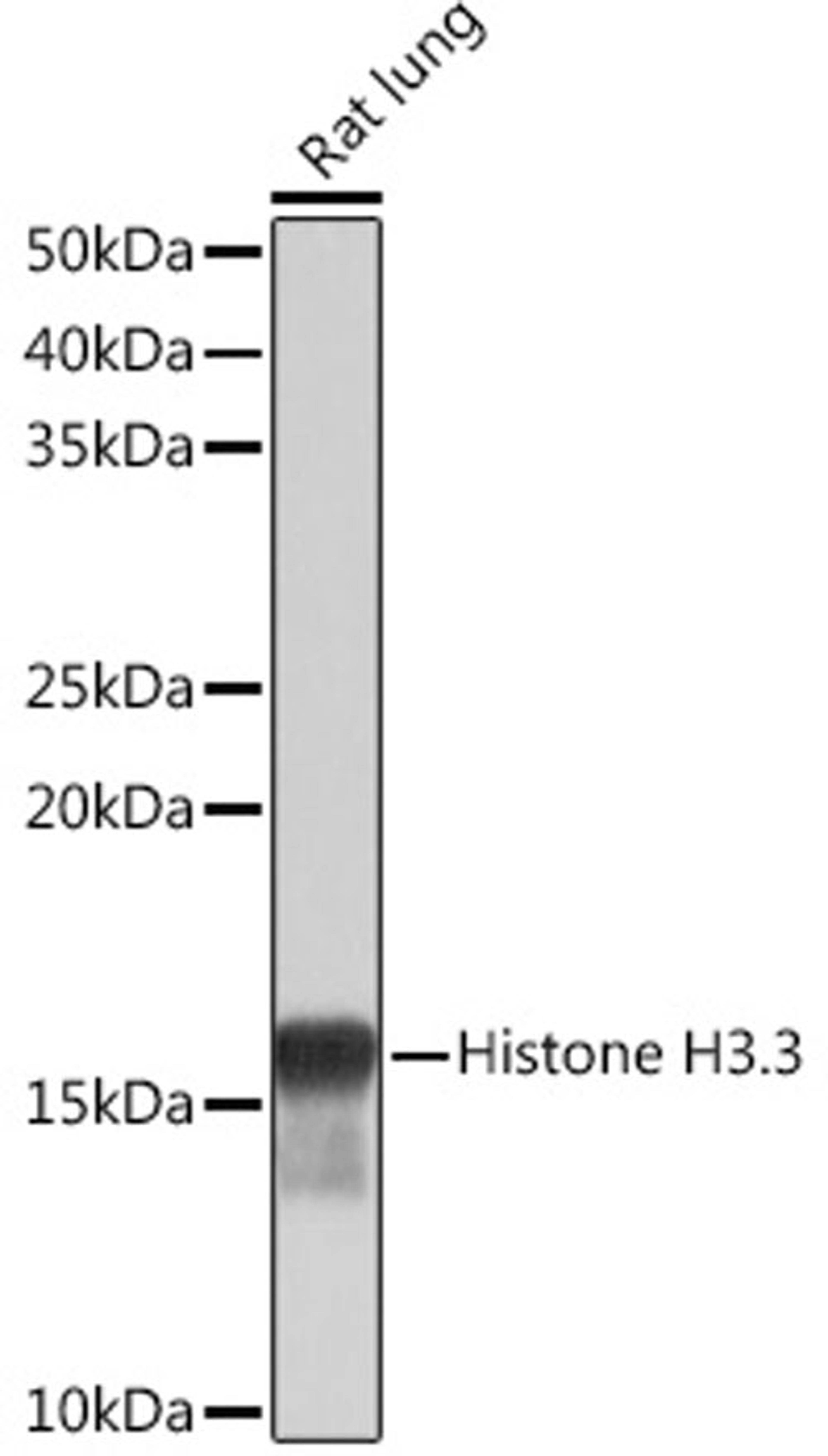 Western blot - Histone H3.3 Rabbit mAb (A4835)