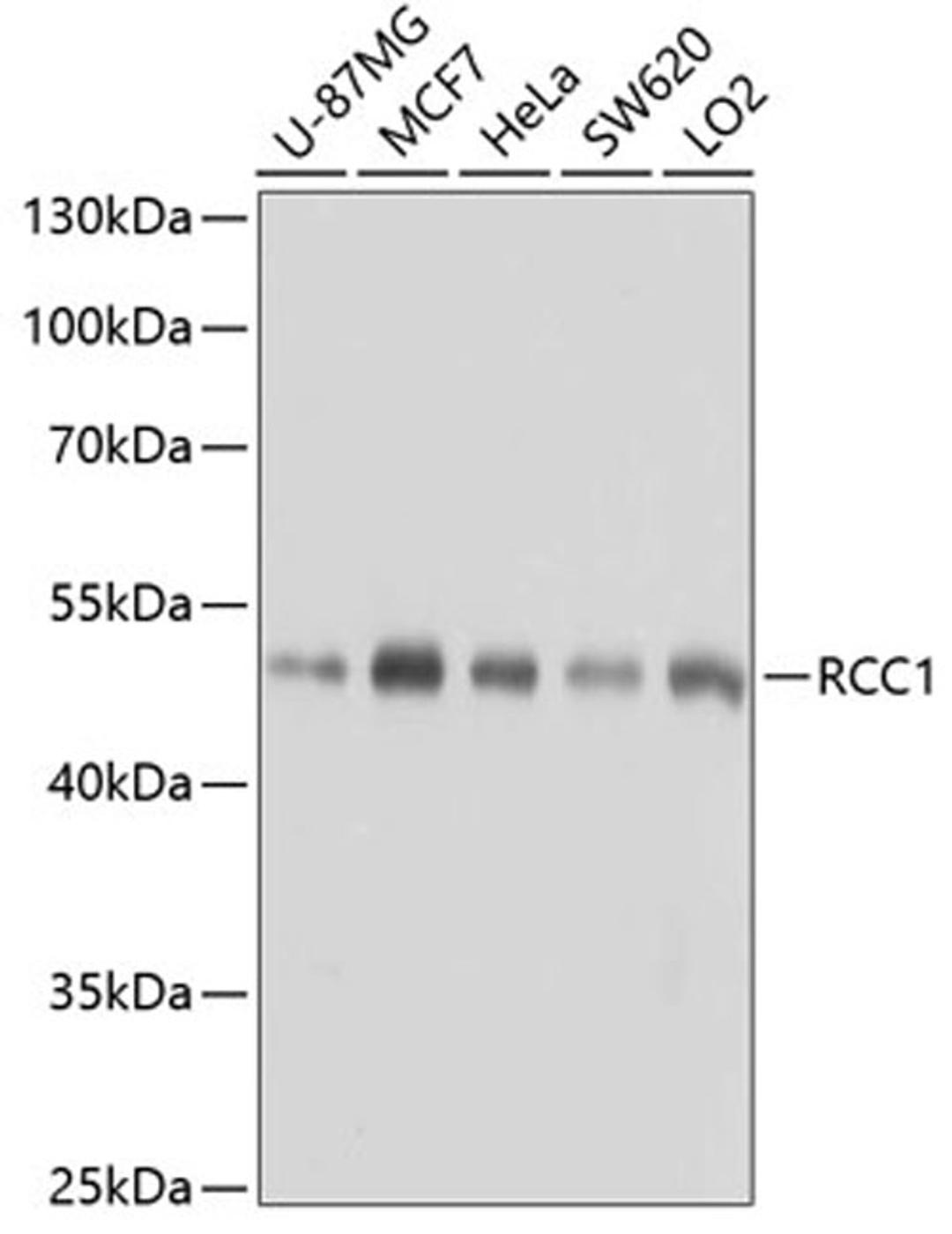 Western blot - RCC1 antibody (A6350)