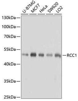 Western blot - RCC1 antibody (A6350)