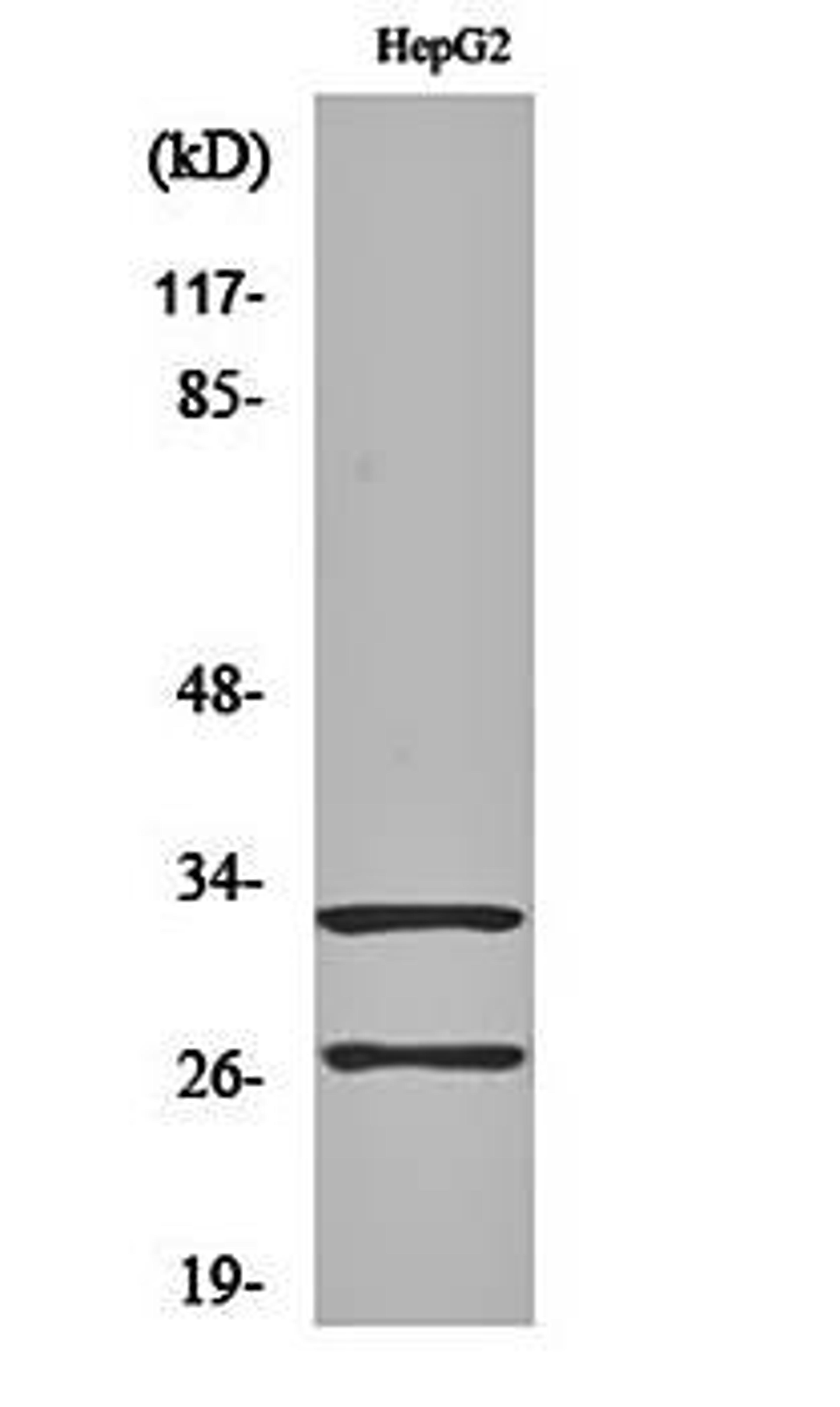 Western blot analysis of HepG2 cell lysates using Cleaved-Cathepsin G (I21) antibody