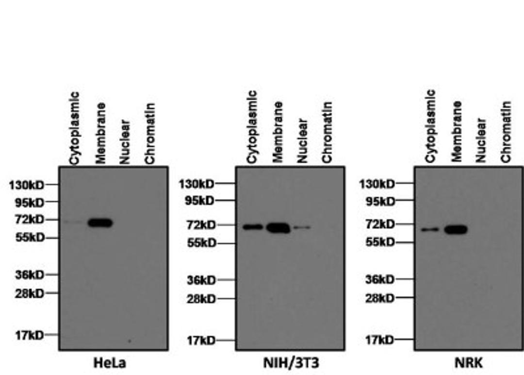 Western Blot: LAMP-2/CD107b Antibody [NB300-591] - Analysis of 10ug of HeLa (left panel), NIH/3T3 (middle panel) and NRK (right panel) whole cell lysates.