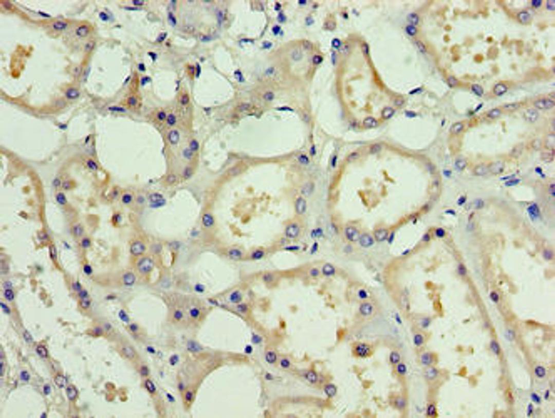 Immunohistochemistry of paraffin-embedded human kidney tissue using CSB-PA878890HA01HU at dilution of 1:100