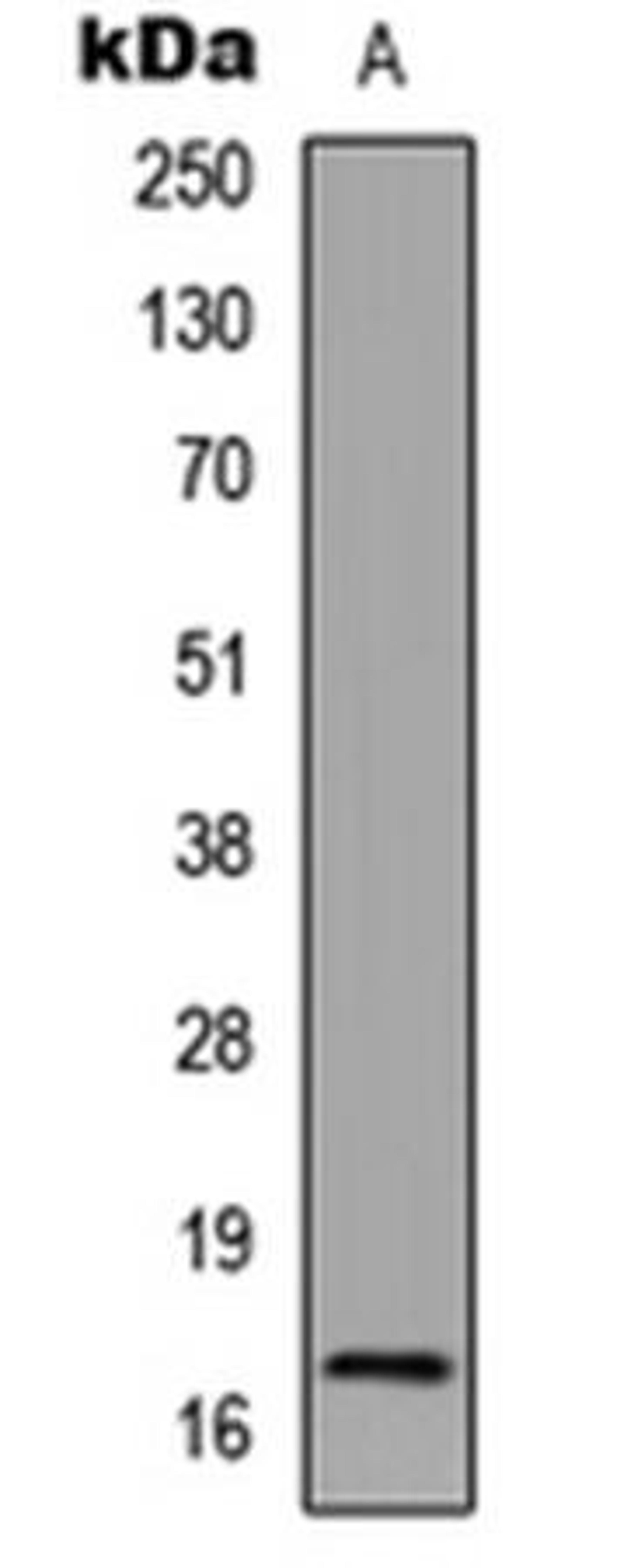 Western blot analysis of HeLa TSA-treated (Lane1) whole cell using Histone H3 (AcK123) antibody