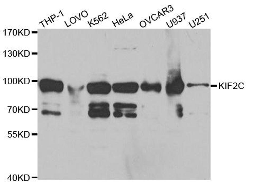 Western blot analysis of extracts of various cell lines using KIF2C antibody