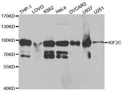 Western blot analysis of extracts of various cell lines using KIF2C antibody