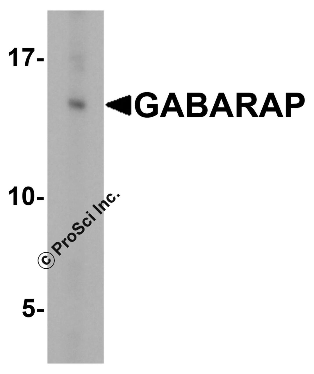Western blot analysis of GABARAP in HeLa cell lysate with GABARAP antibody at 1 μg/ml.