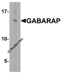 Western blot analysis of GABARAP in HeLa cell lysate with GABARAP antibody at 1 μg/ml.